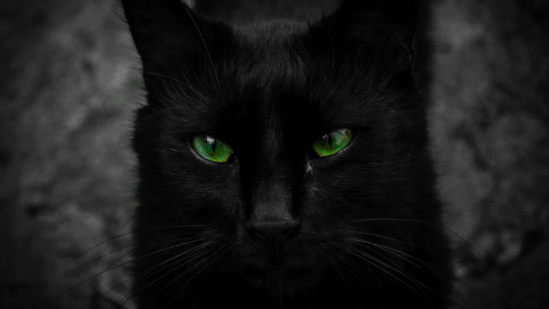 "La Mirada Independiente de un Gato Negro" Fondos de pantalla