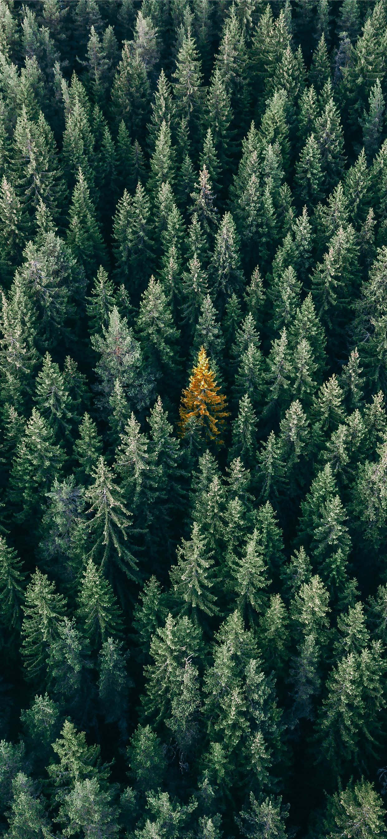 La naturaleza cobra vida en el impresionante fondo de pantalla Trees iPhone Fondos de pantalla