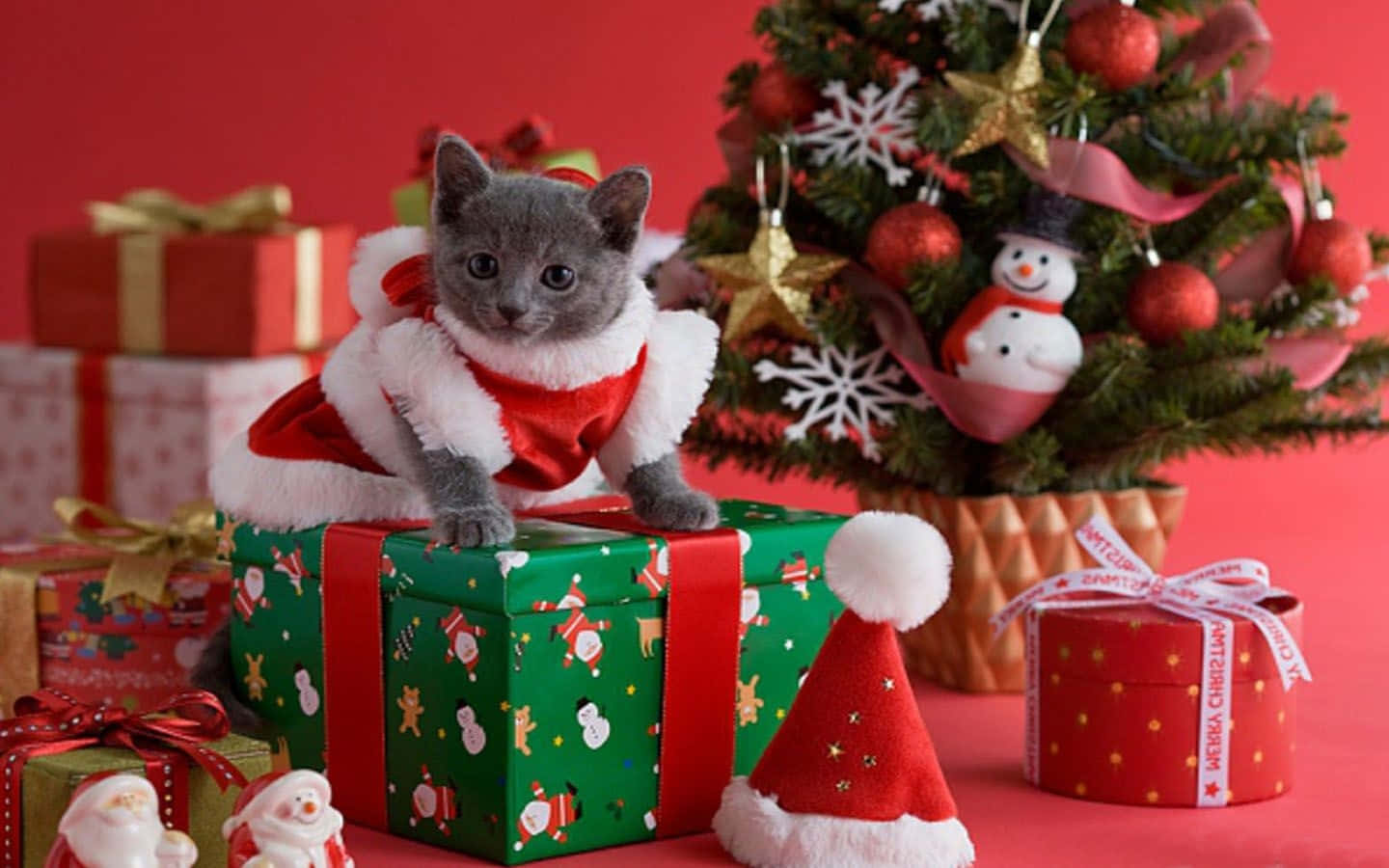 La Navidad se acerca y este gato está listo Fondos de pantalla