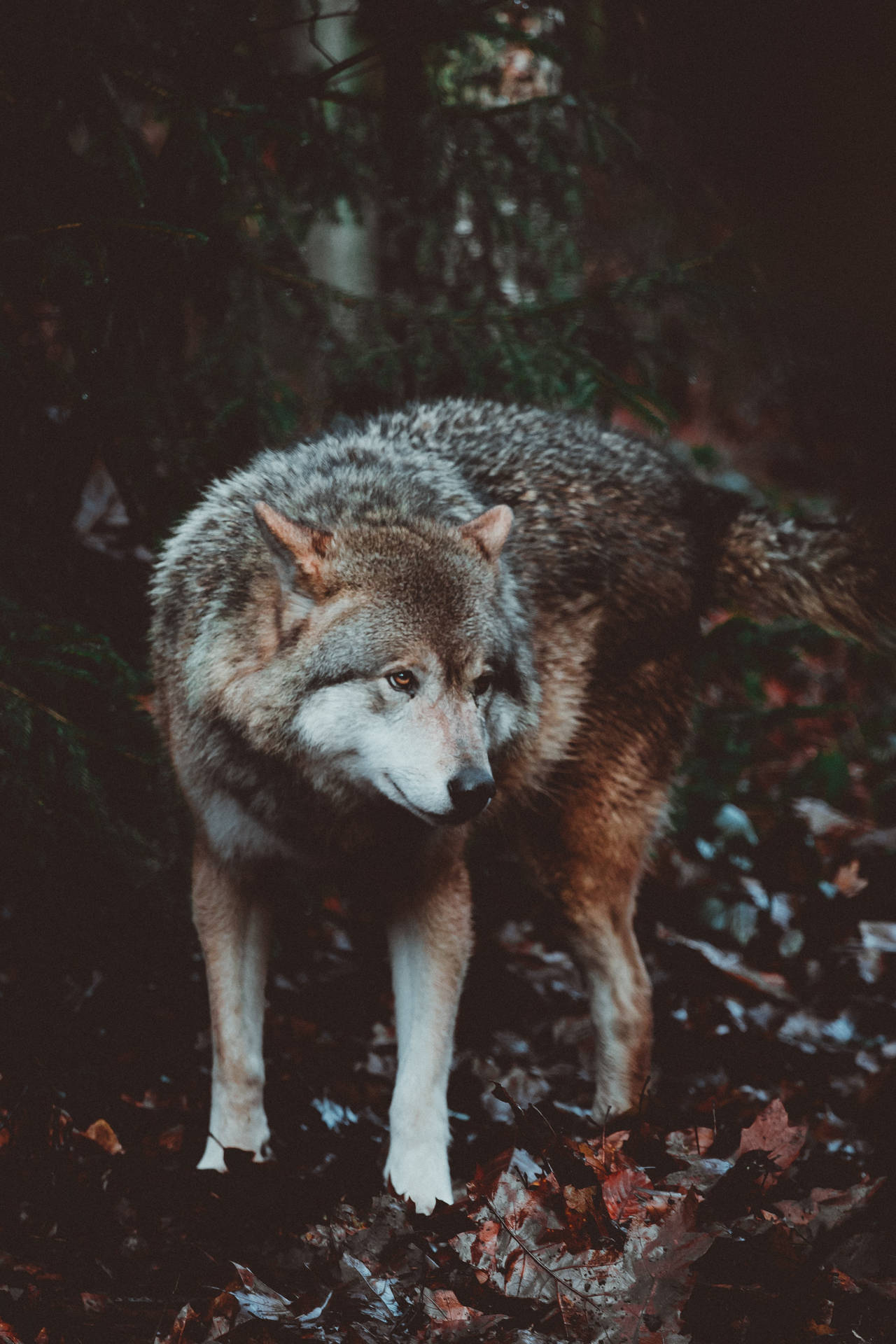 Lobo depredador solo en un bosque oscuro con muchas hojas viejas caídas.