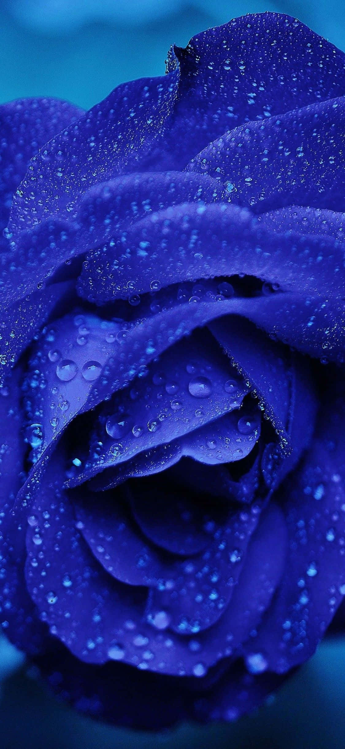 La Rica Belleza del Abstracto de Rosa Azul Oscuro Fondos de pantalla