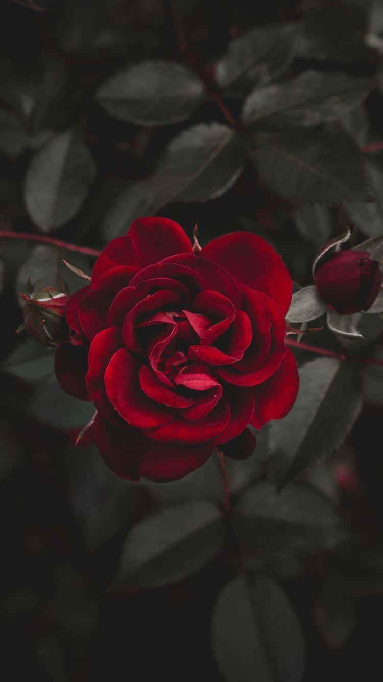 La Rosa Perfecta Fondos de pantalla