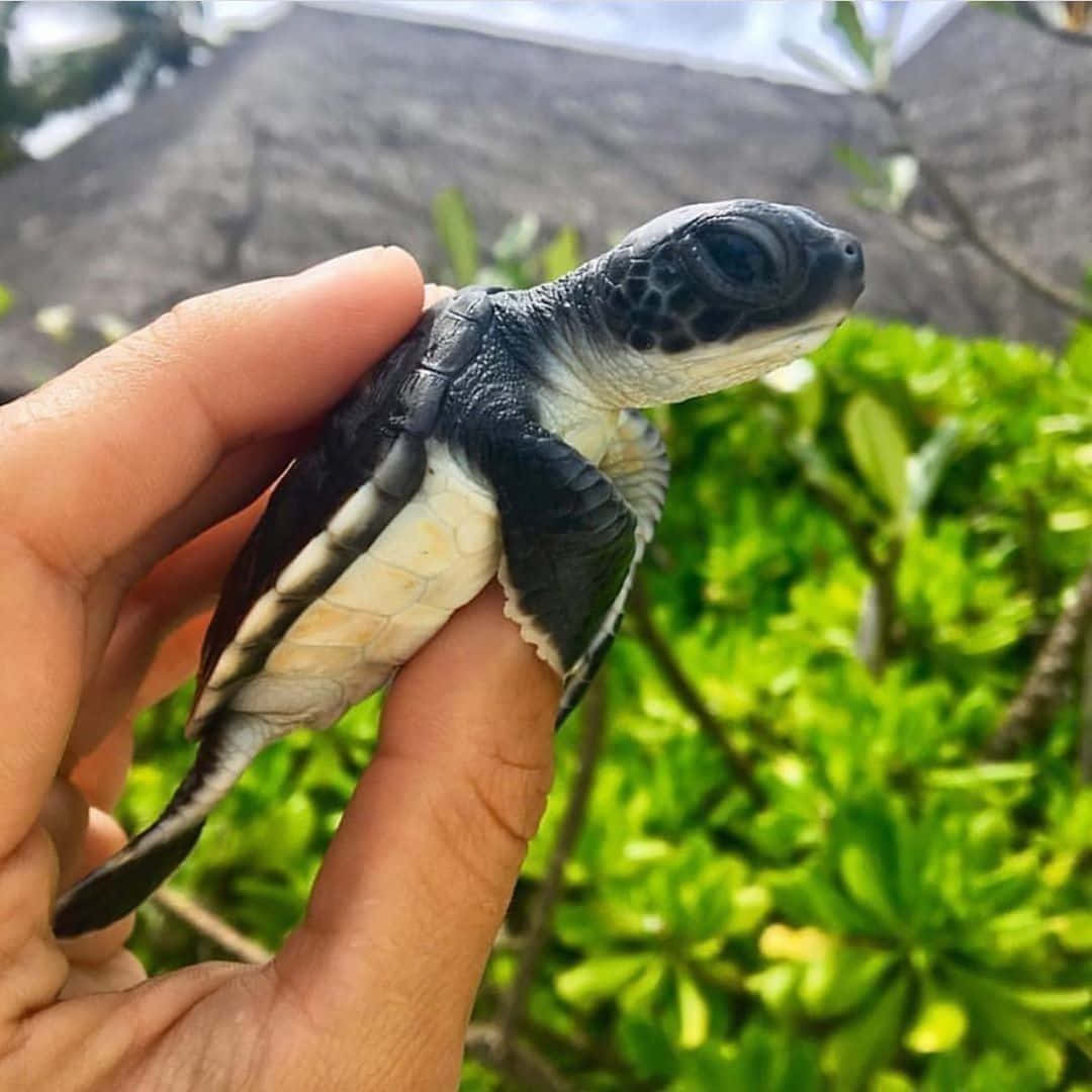 ¡La Tortuga Más Linda! Fondos de pantalla