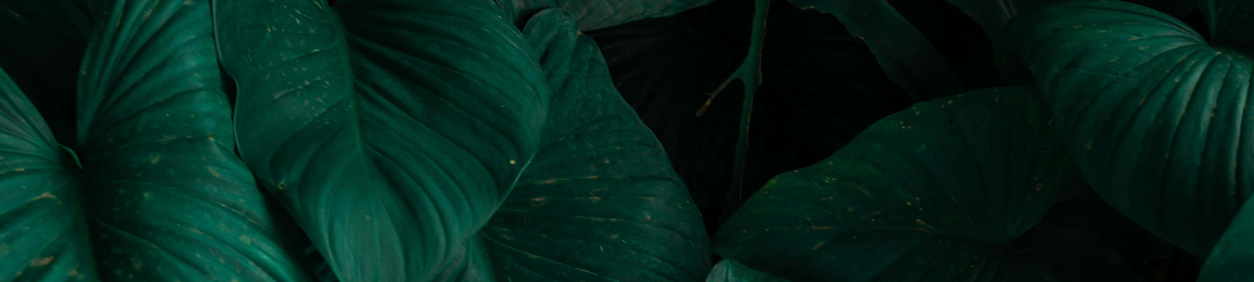 "La tranquilidad de la belleza de la naturaleza" Fondos de pantalla