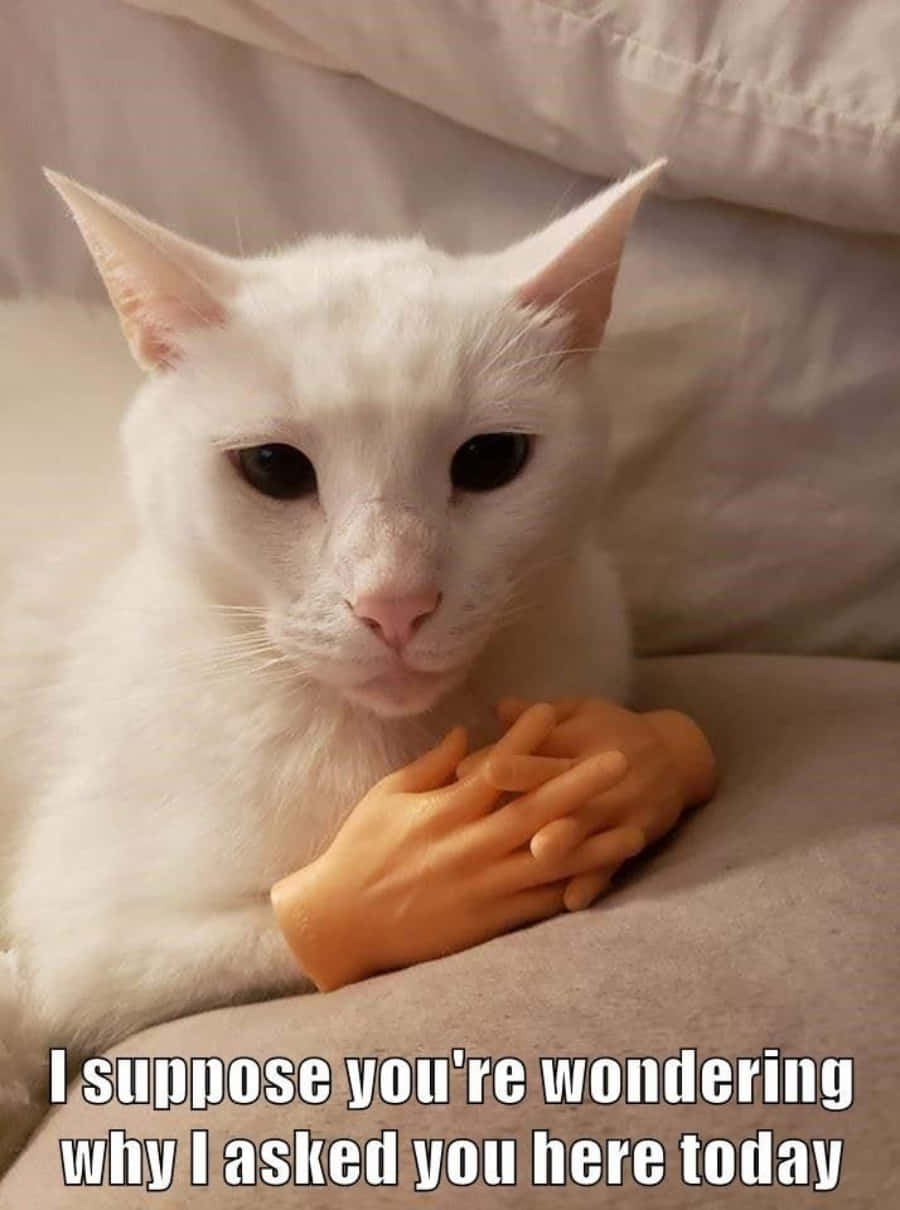 "La vida es demasiado corta para no disfrutar siendo un gato" Fondos de pantalla