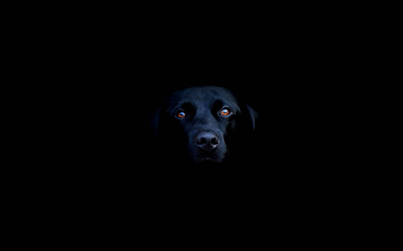 Labrador Negro Genial Fondos de pantalla