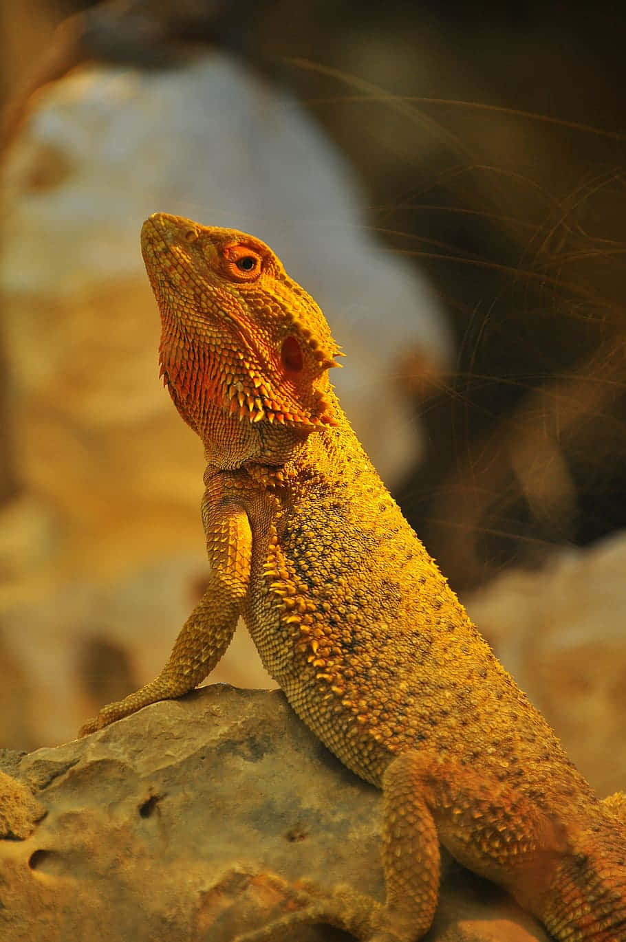 Lagarto en Roca Hora Dorada Fondos de pantalla