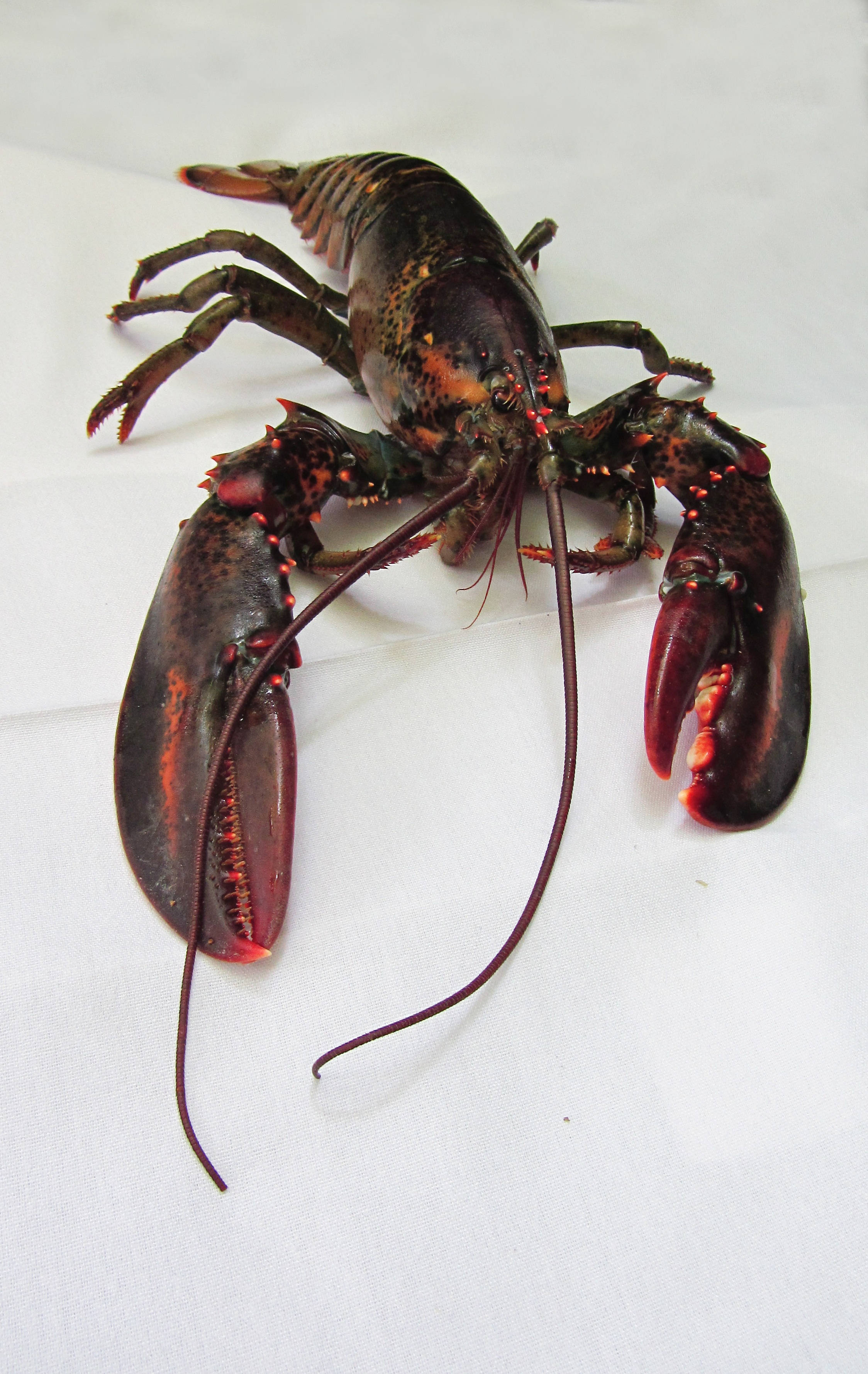 Langosta negra con púas rojo neón Fondos de pantalla