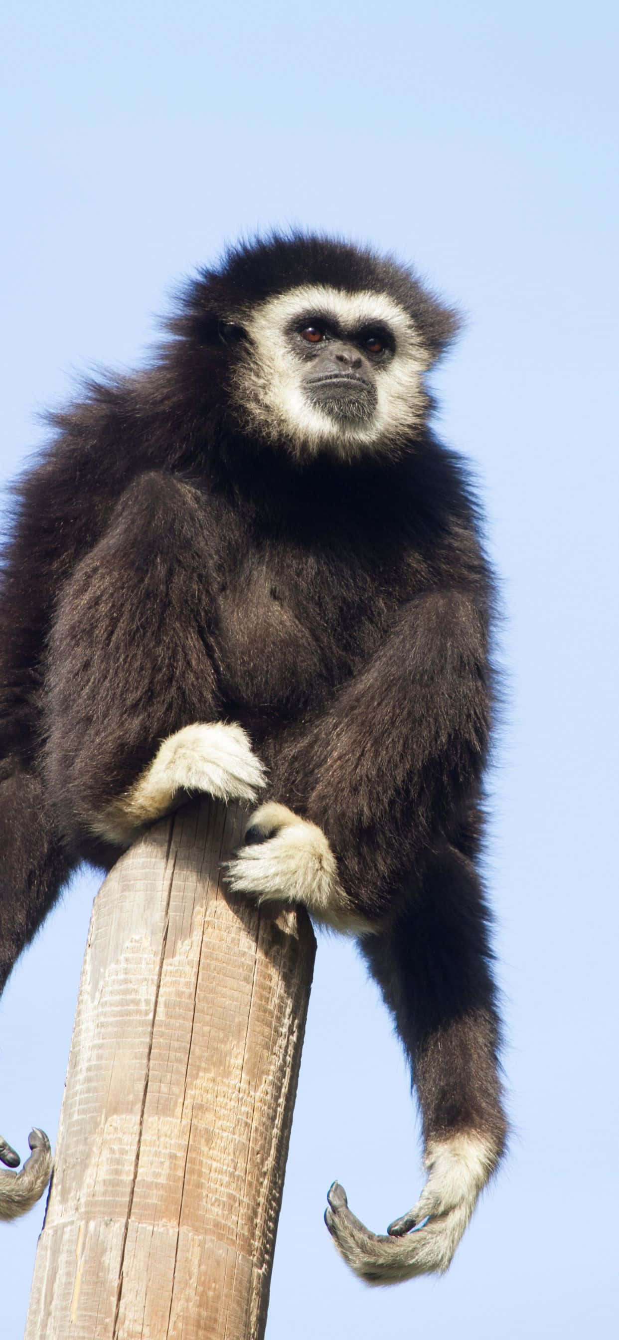 Lánzate con el iPhone Xs Max Gibbon Fondos de pantalla