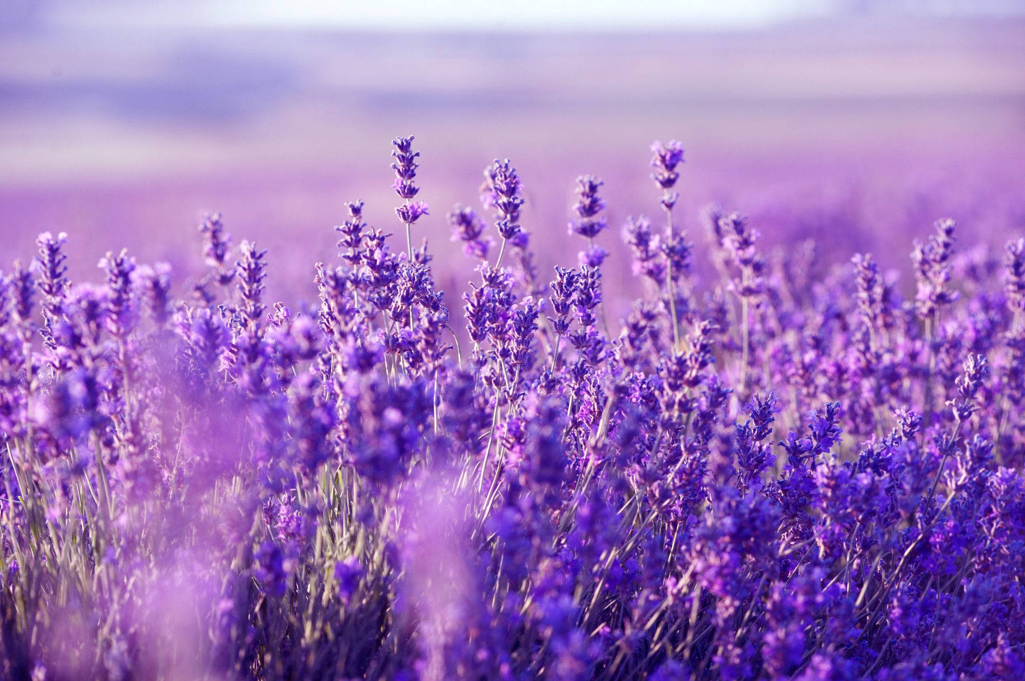 Lavanda en Flor para Escritorio Fondos de pantalla