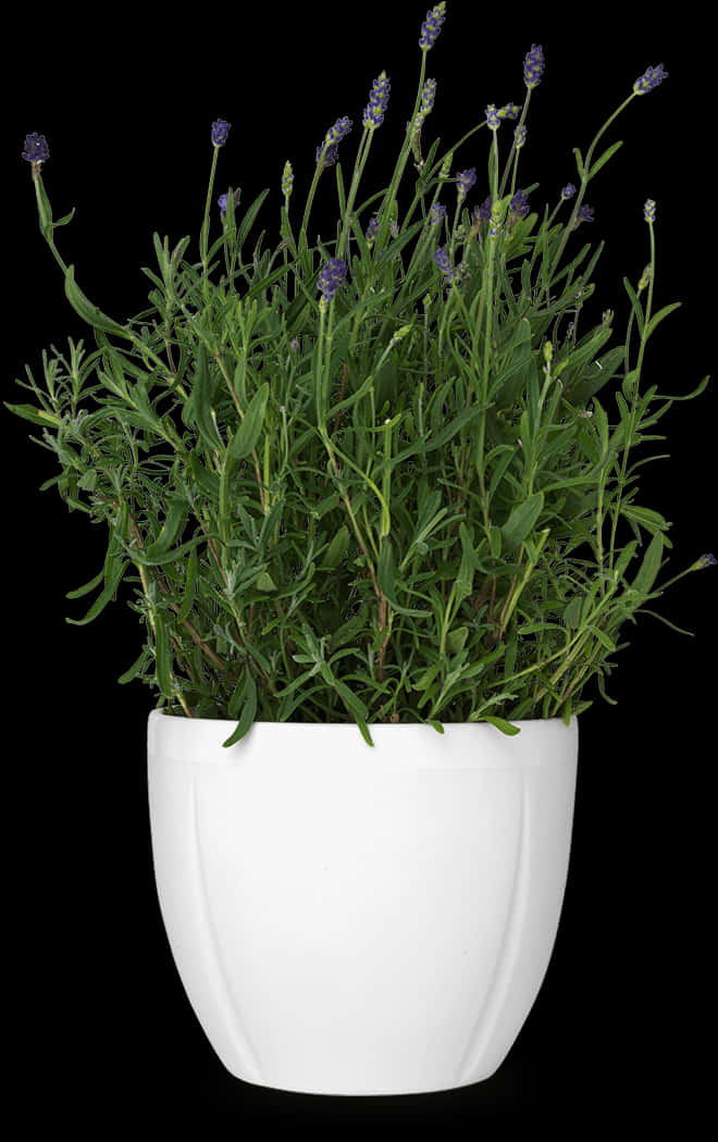 Lavanda en maceta blanca sobre fondo negro Fondos de pantalla