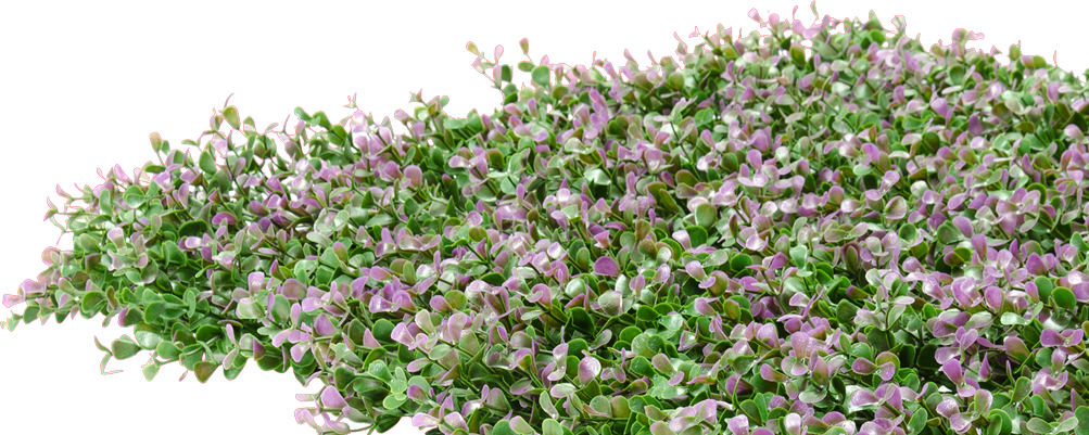 Lavanda Inglesa en Floración PNG Fondos de pantalla