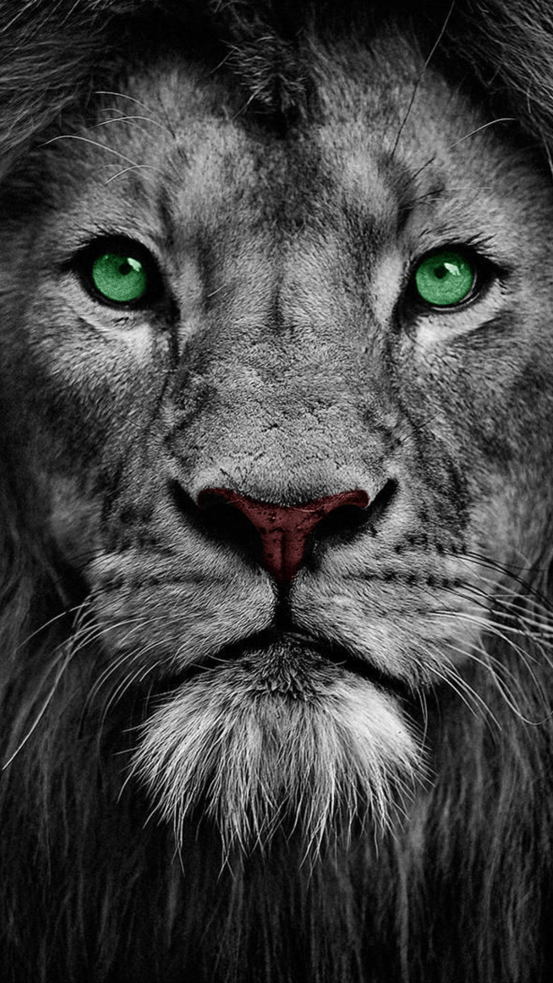 León con ojos verdes fascinantes Fondos de pantalla