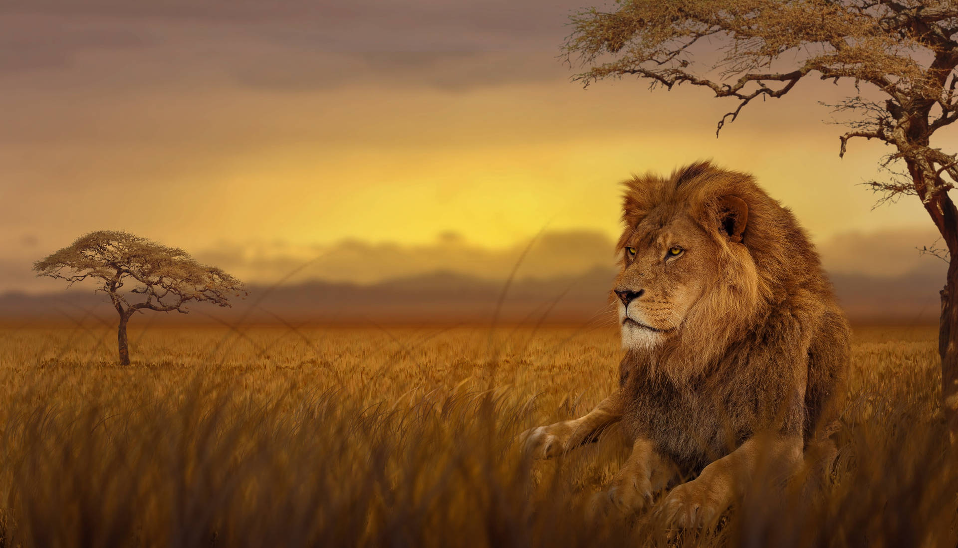 León de la pradera para escritorio Fondos de pantalla