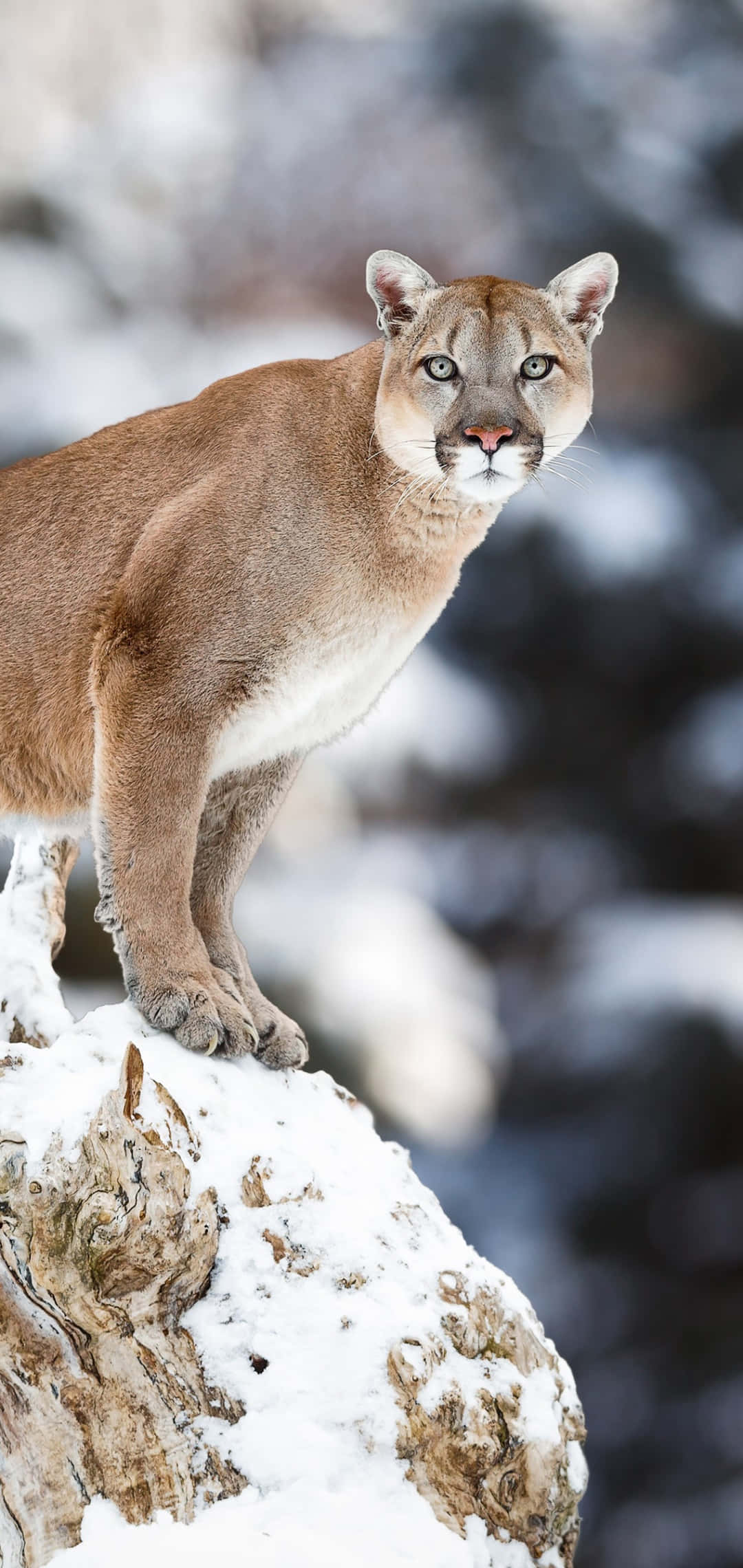 León de montaña en el borde del acantilado Fondos de pantalla