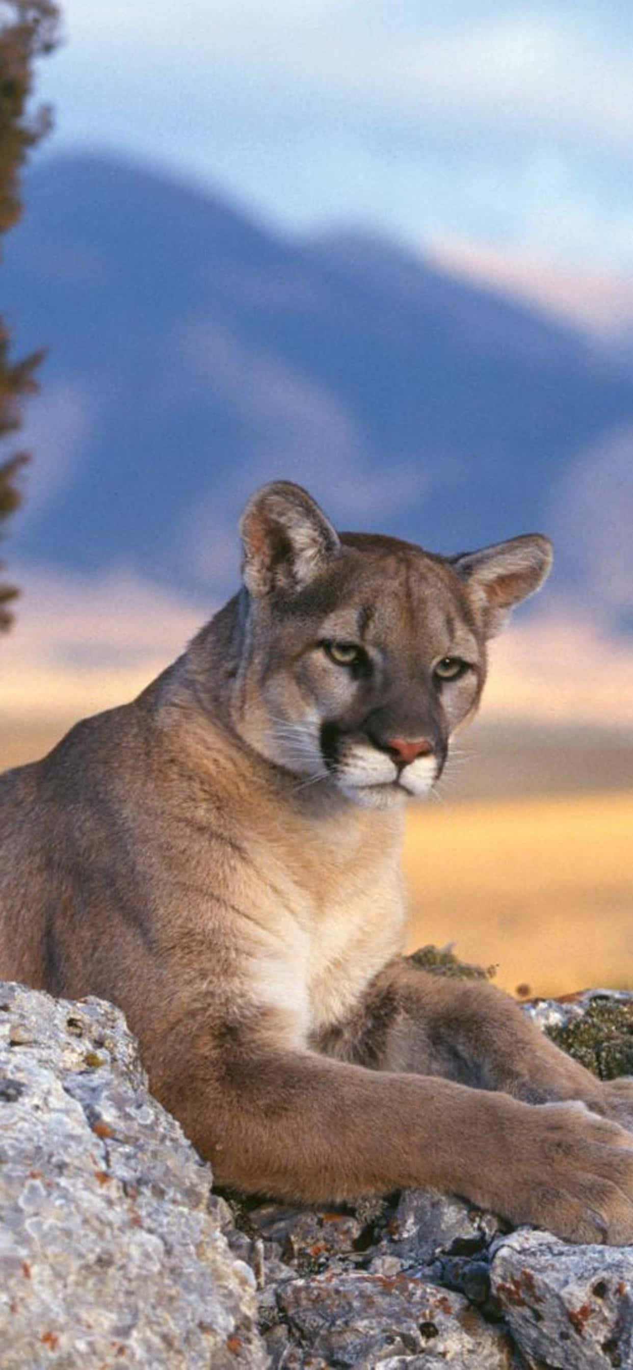 León de montaña recostado para fondo de teléfono Fondos de pantalla