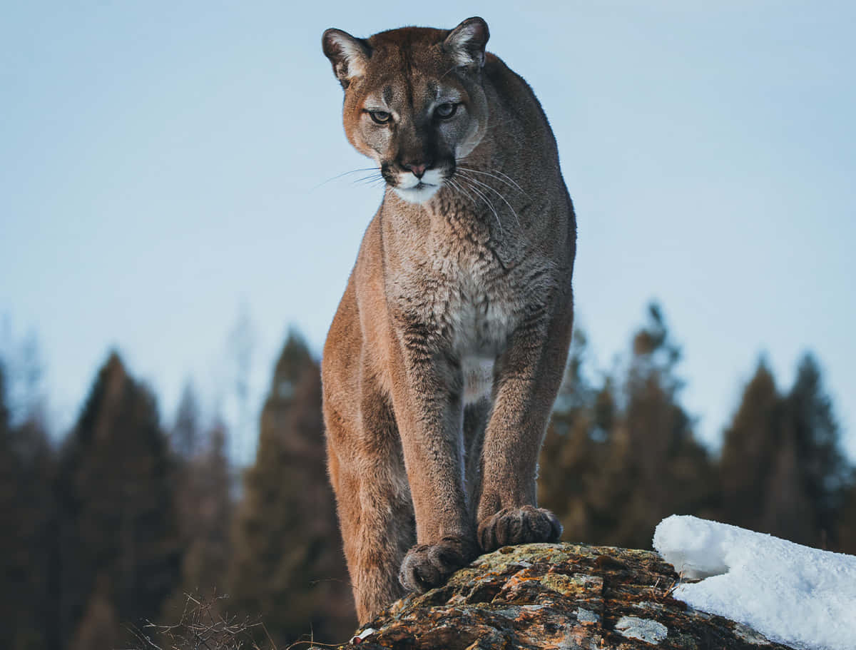 León de montaña contra pinos Fondos de pantalla