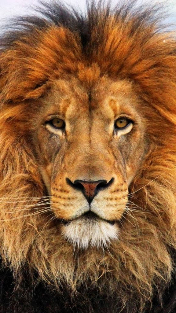 León iPhone 6 Fondos de pantalla