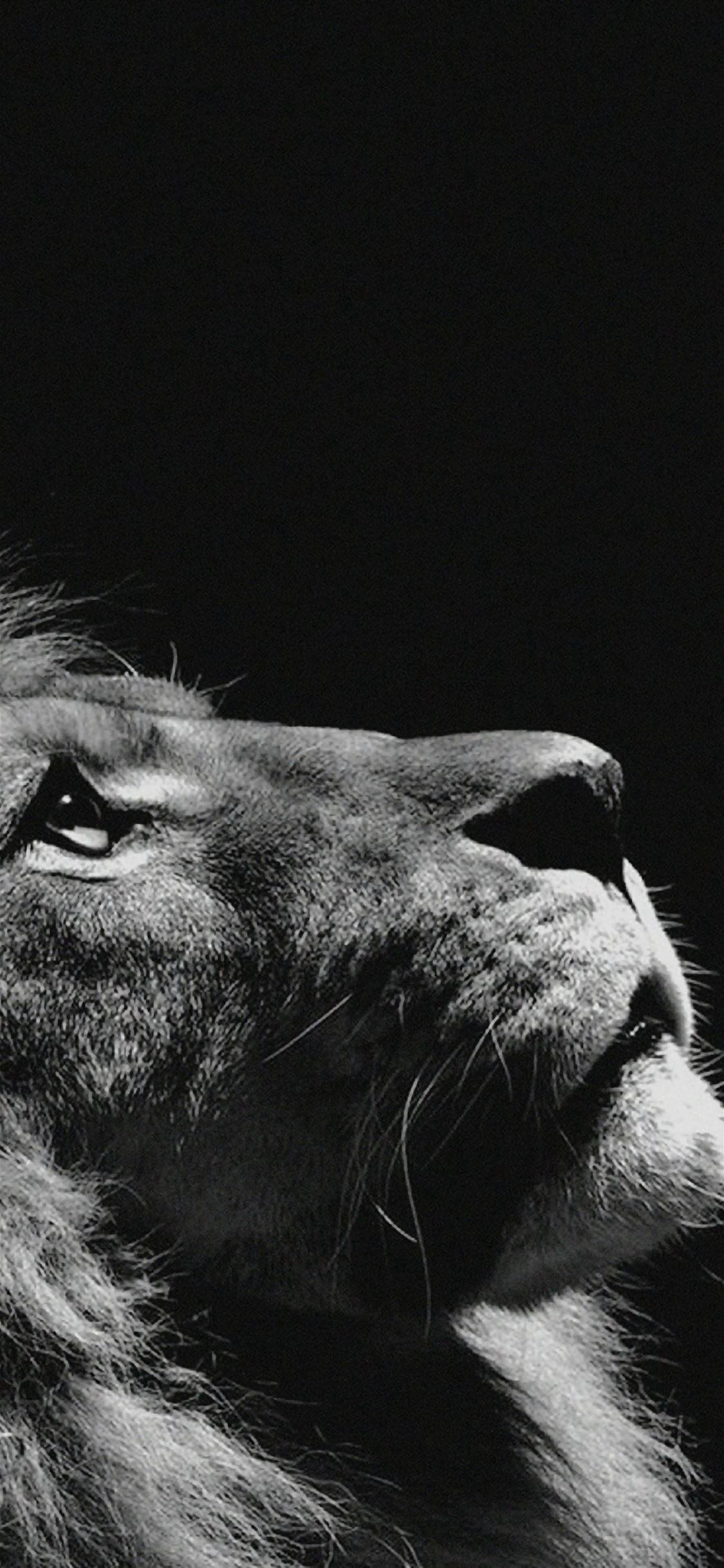 León iPhone Oscuro Fondos de pantalla