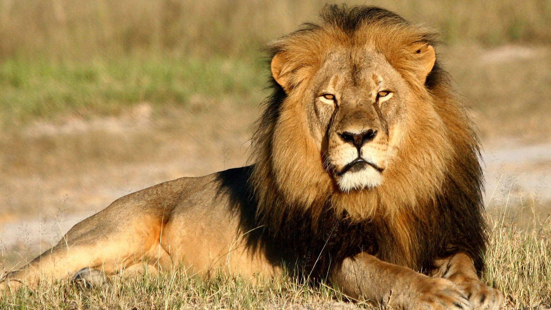 León macho descansando Fondos de pantalla