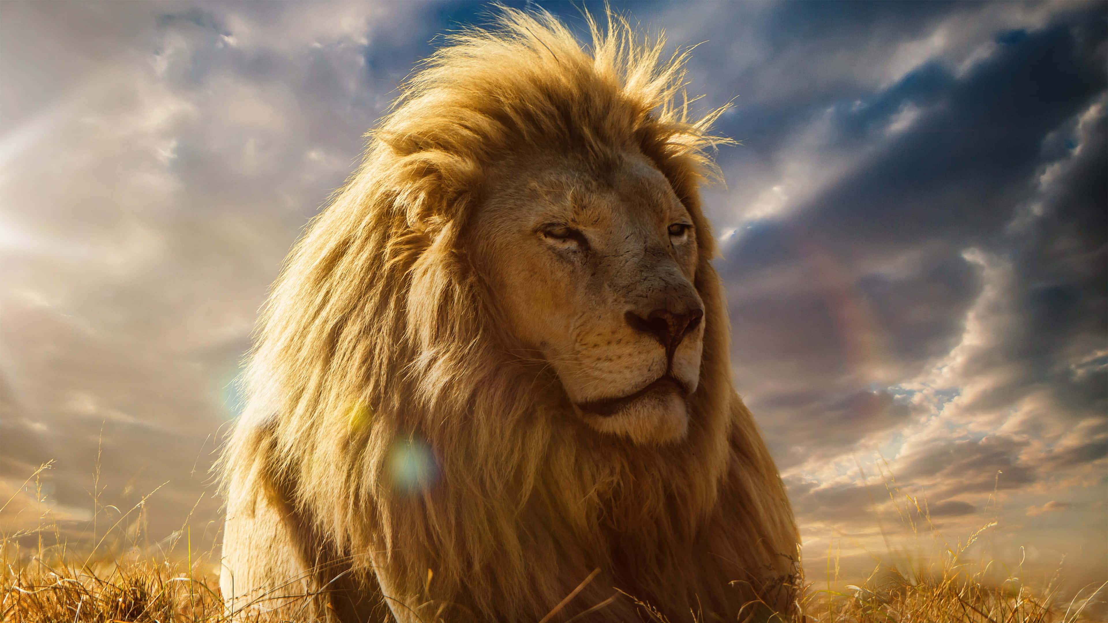 León macho rugiendo con orgullo en la sabana africana Fondos de pantalla