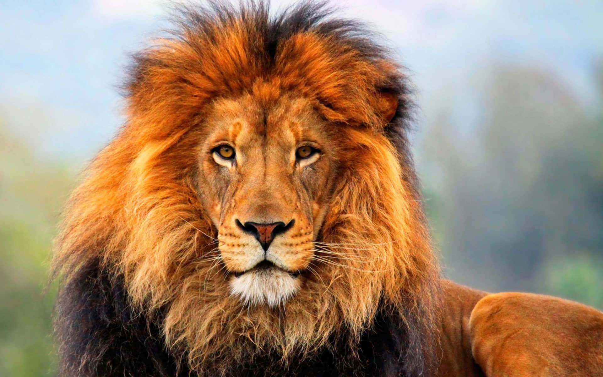 León majestuoso mirando hacia el horizonte Fondos de pantalla