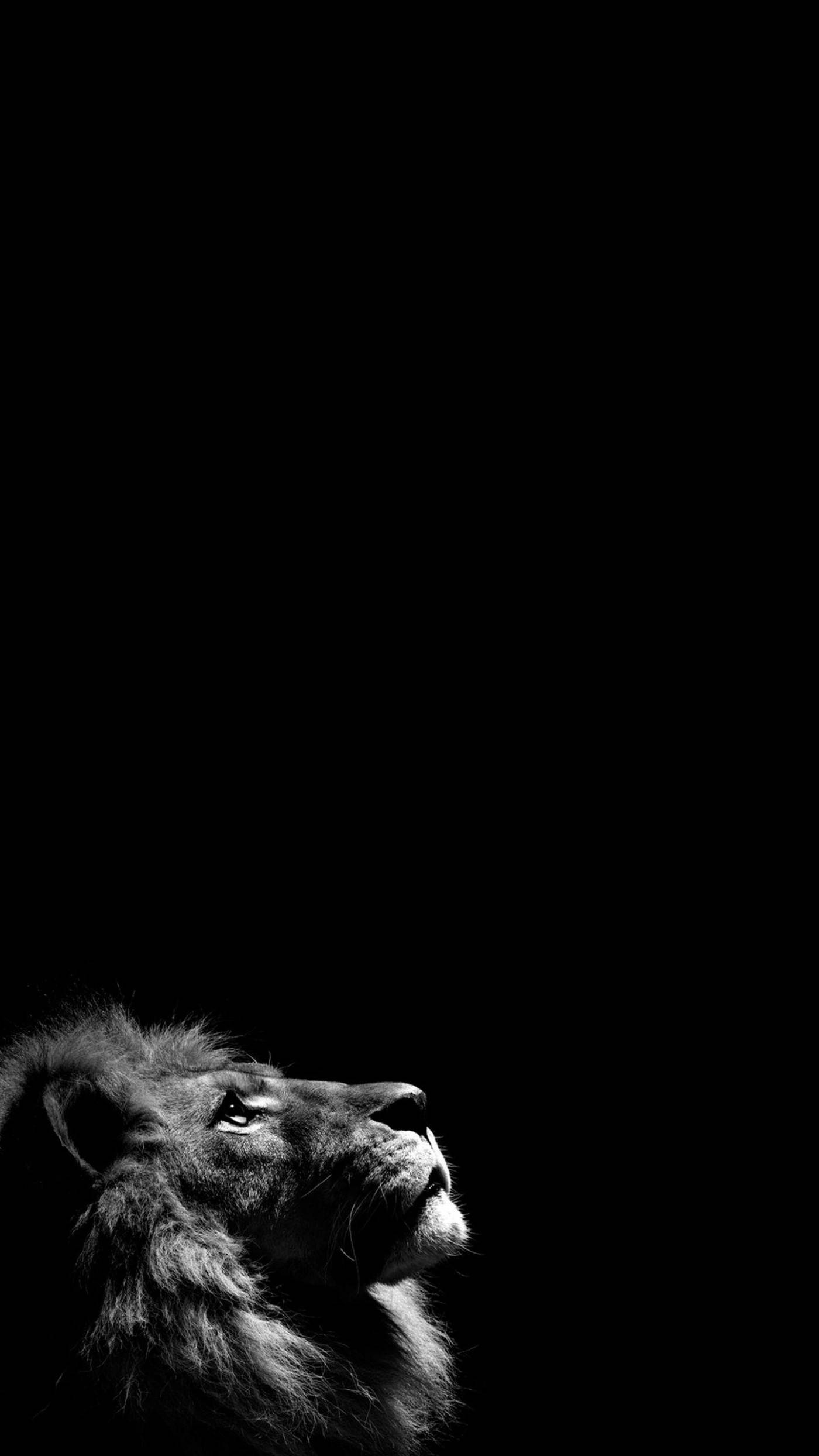 León Mirando Hacia Arriba iPhone Negro Sólido Fondos de pantalla