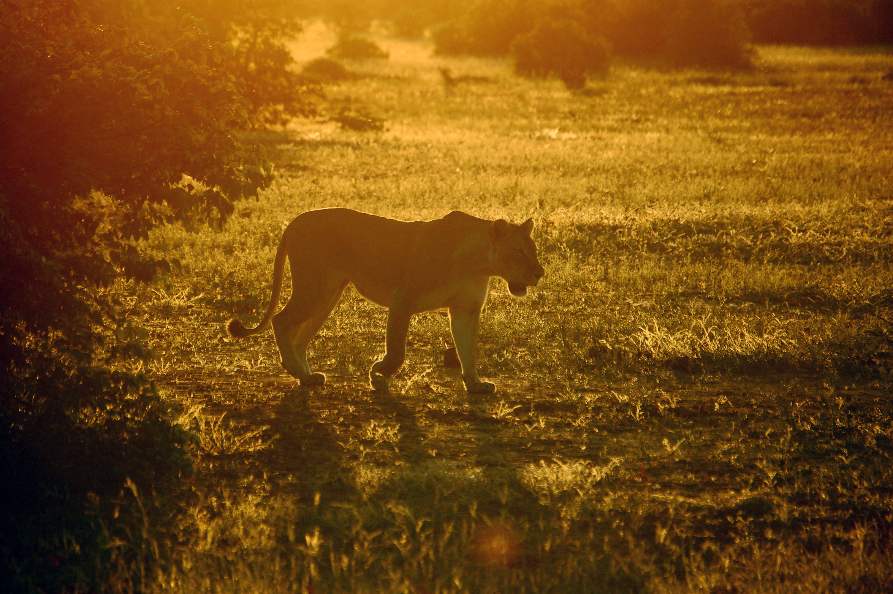 Leona iluminada por el sol en Botsuana Fondos de pantalla