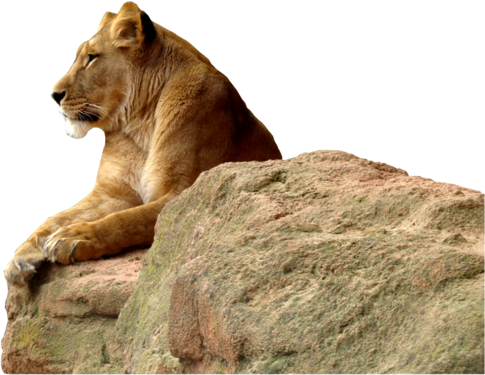Leonina Majestuosa Sobre Roca Fondos de pantalla