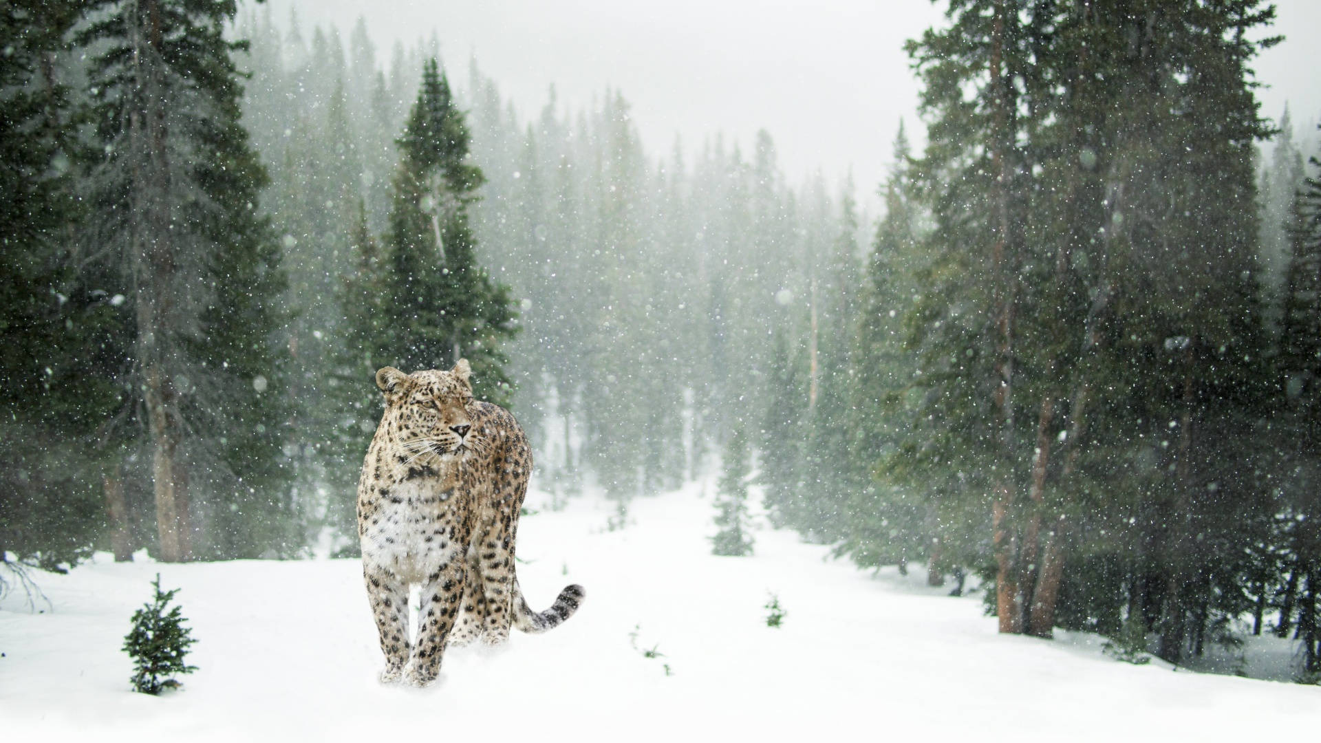 Leopardo de las Nieves en Estética Invernal Fondos de pantalla