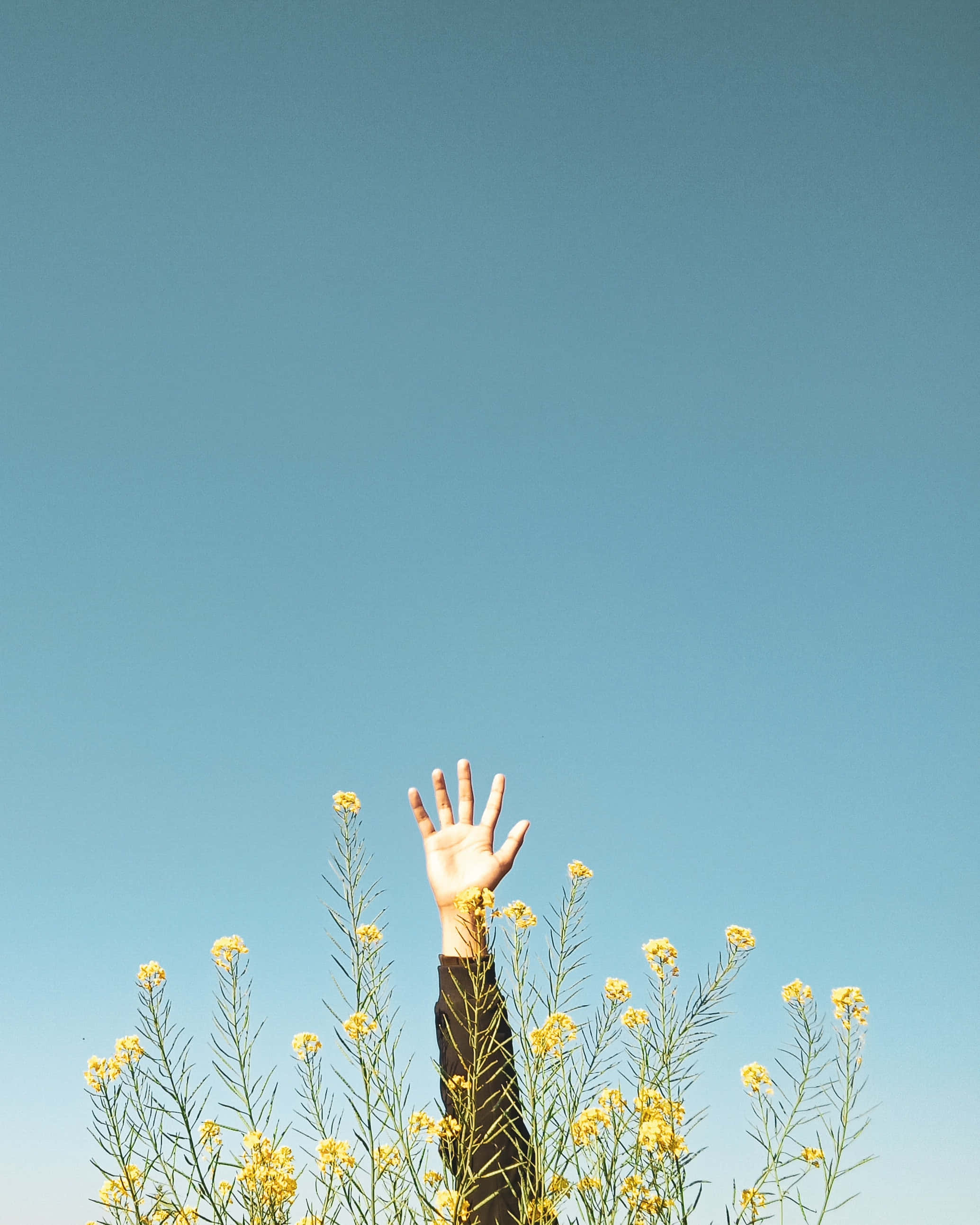 Leyenda: Elegancia Artística Minimalista Fondos de pantalla