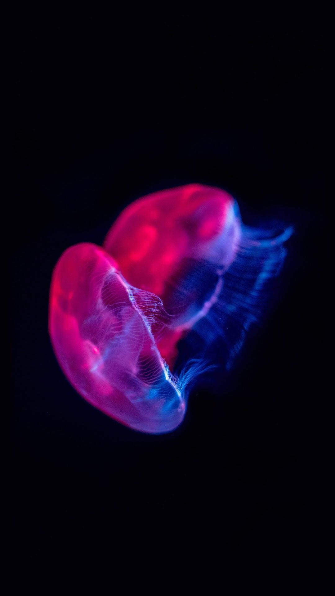 Leyenda: Majestuosa Medusa Magenta en Pantalla OLED Fondos de pantalla