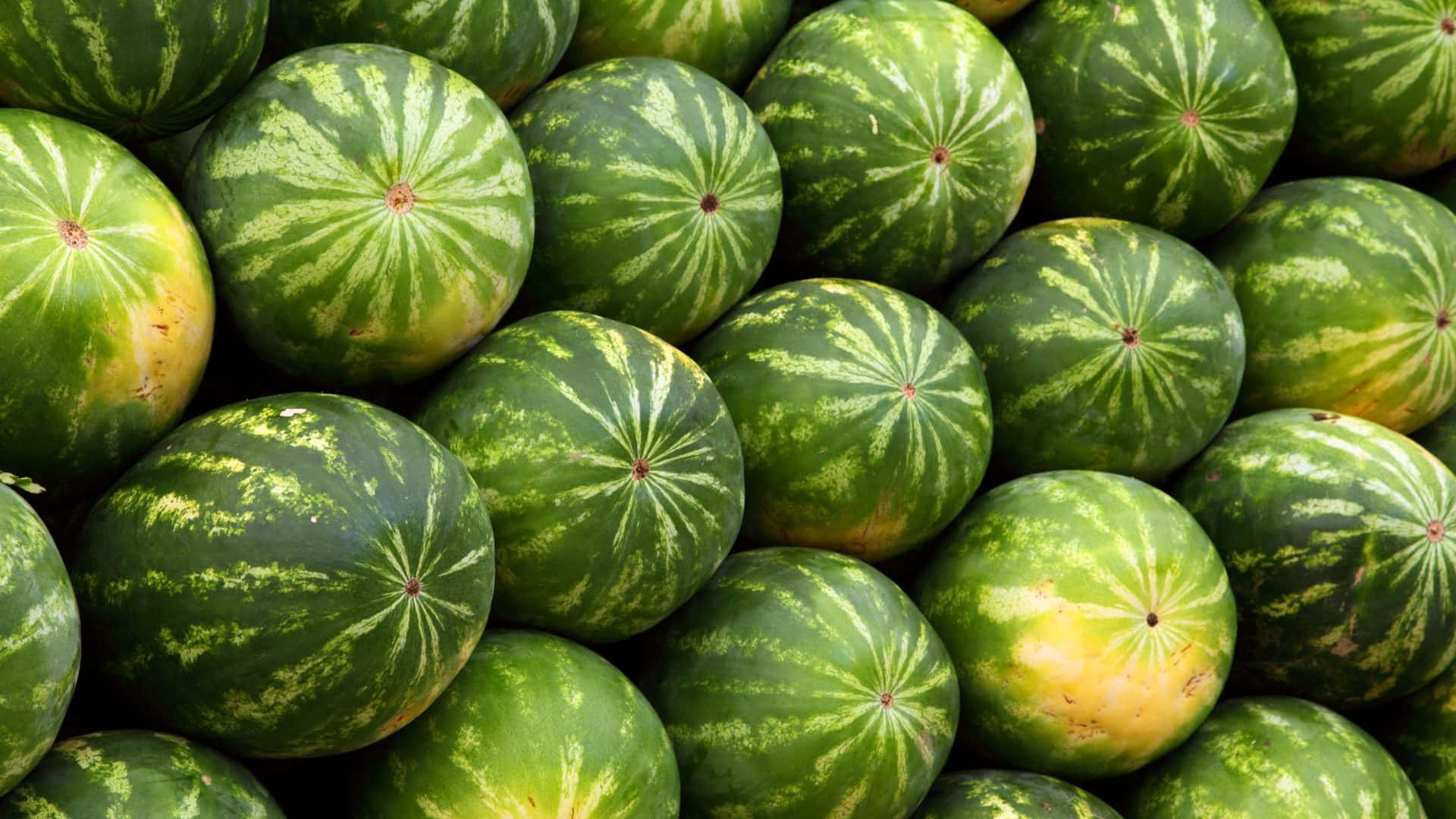 Leyenda: Una Rebanada Refrescante de Verano Fondos de pantalla