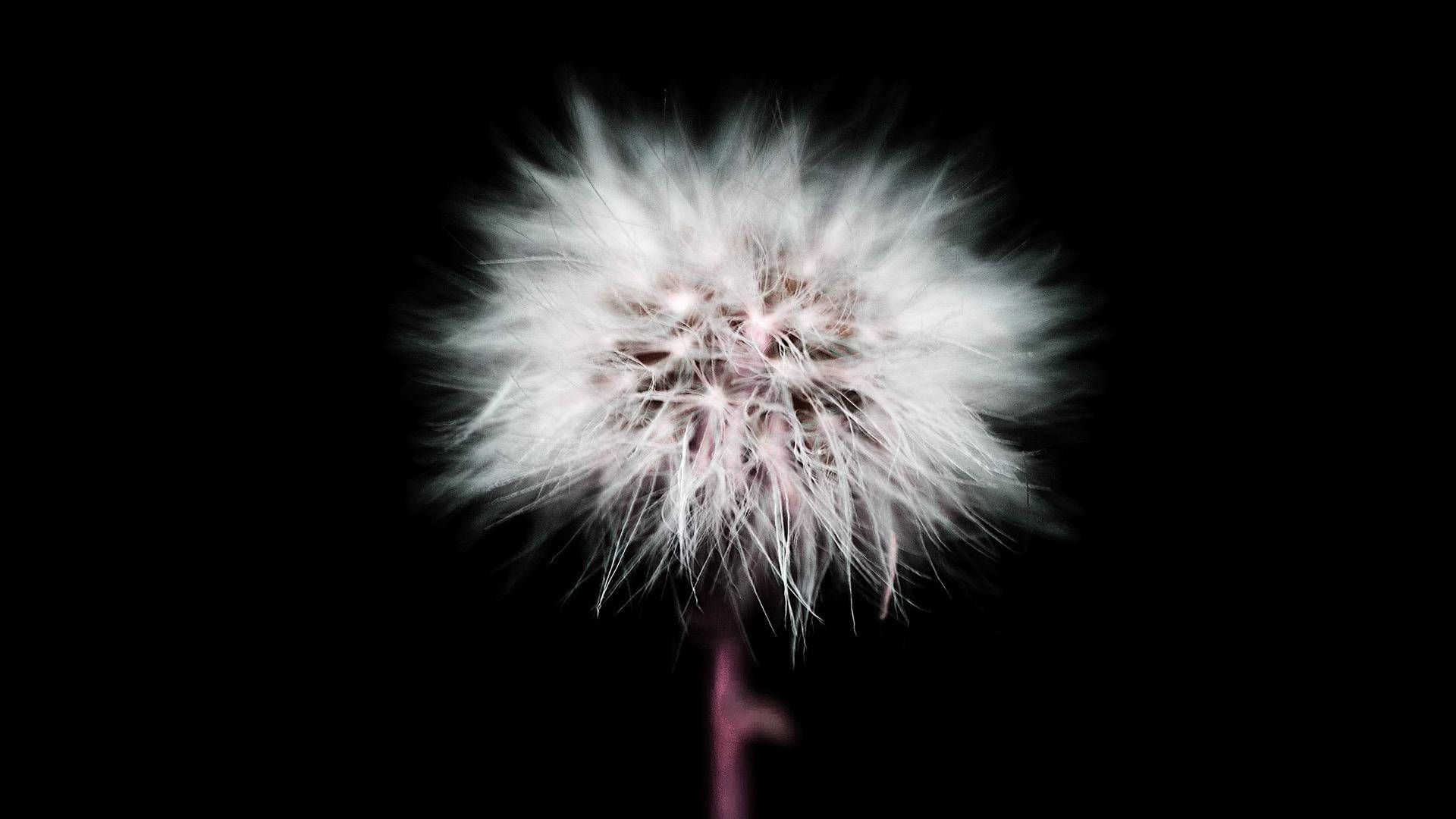Linda flor de diente de león negro Fondos de pantalla