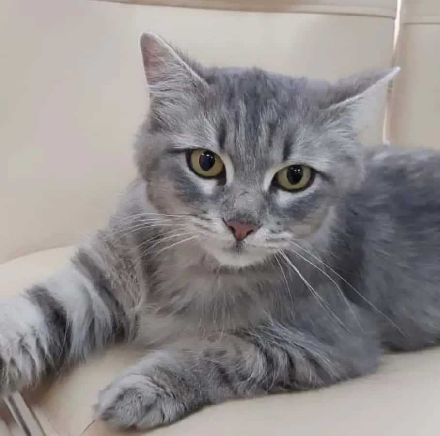 Linda foto de gato gris atigrado Fondos de pantalla