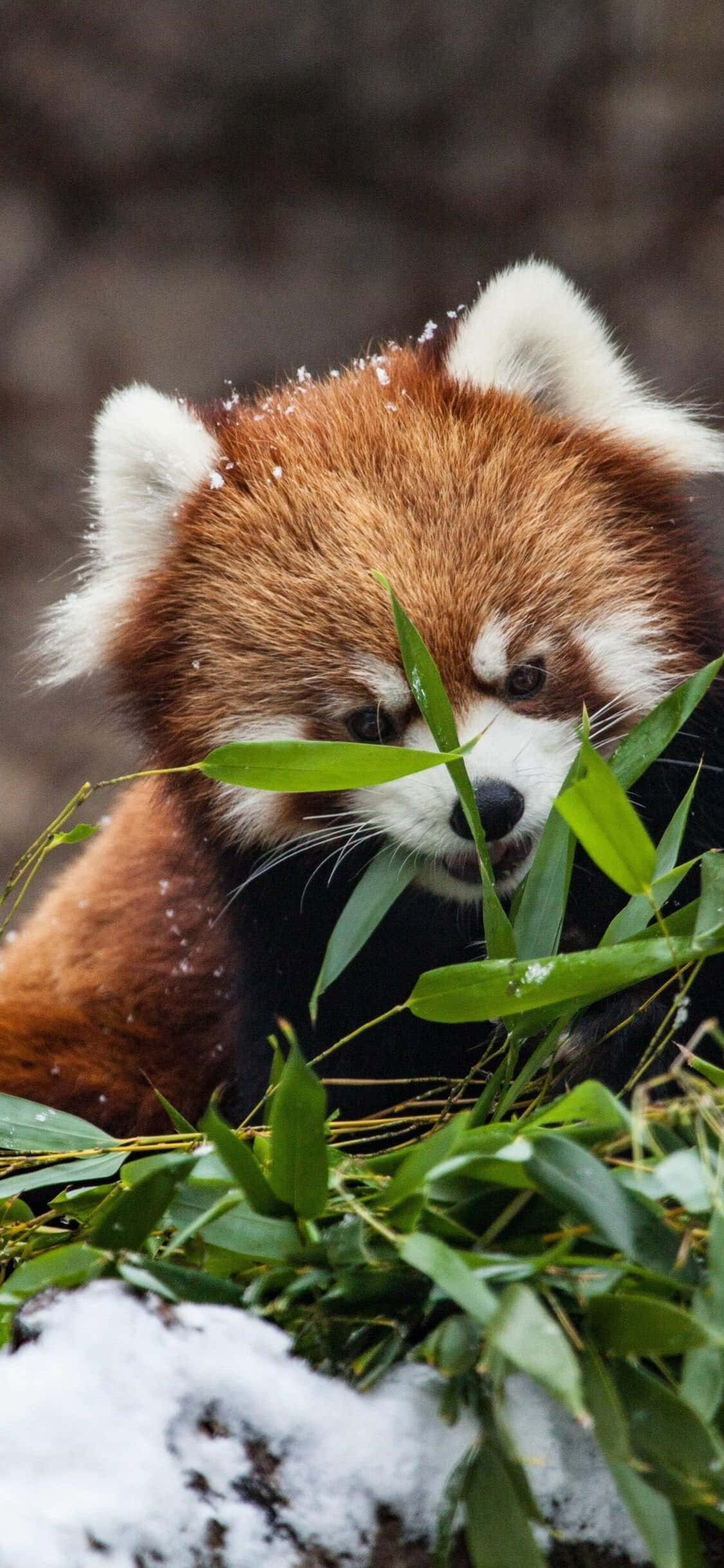 Linda Foto de Panda Rojo Escondido en el Césped Fondos de pantalla