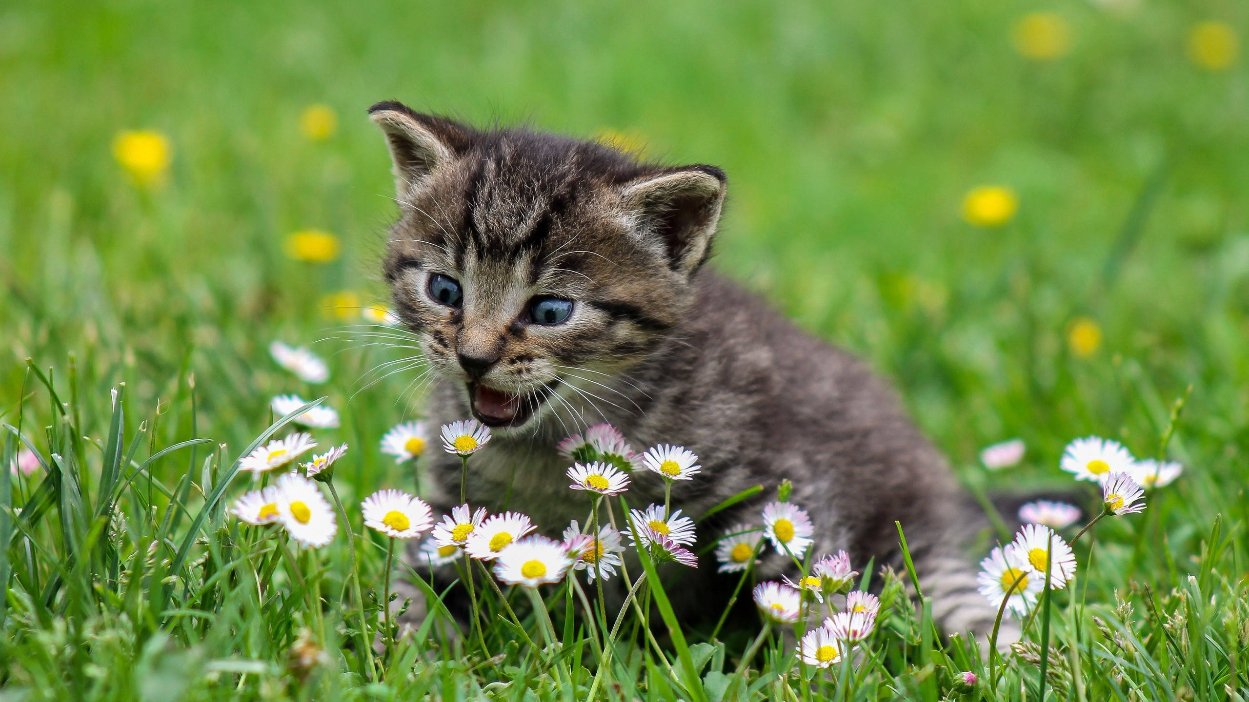 Linda gatita sorprendida de primavera Fondos de pantalla