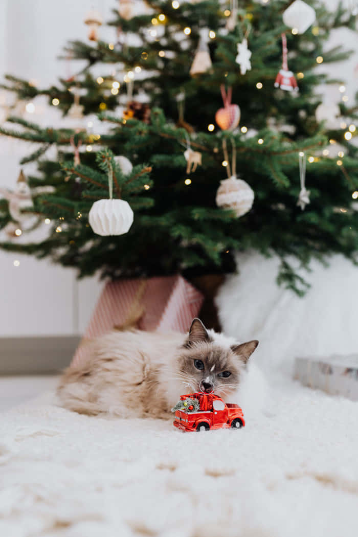 Linda imagen de un gato navideño Fondos de pantalla