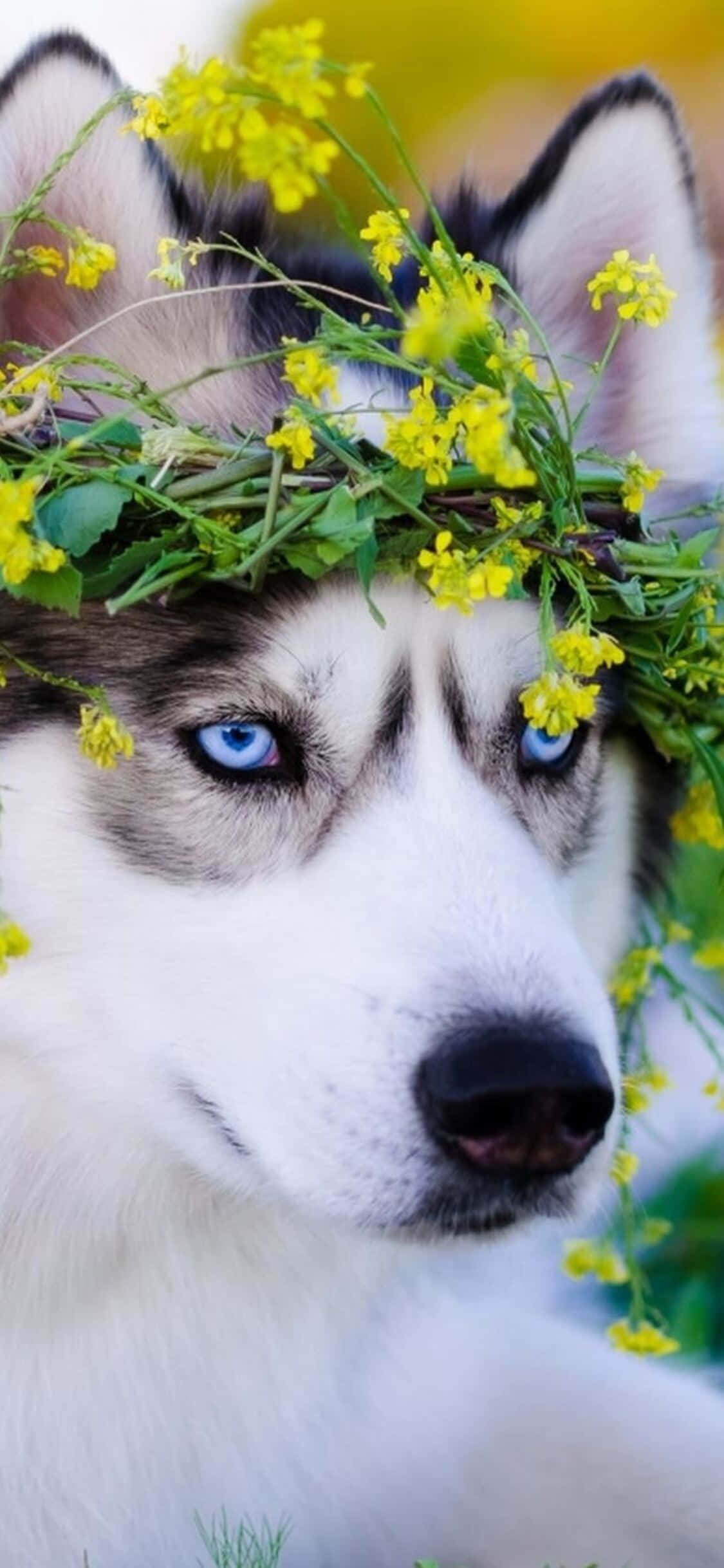 Linda Imagen de Husky con Hojas Fondos de pantalla