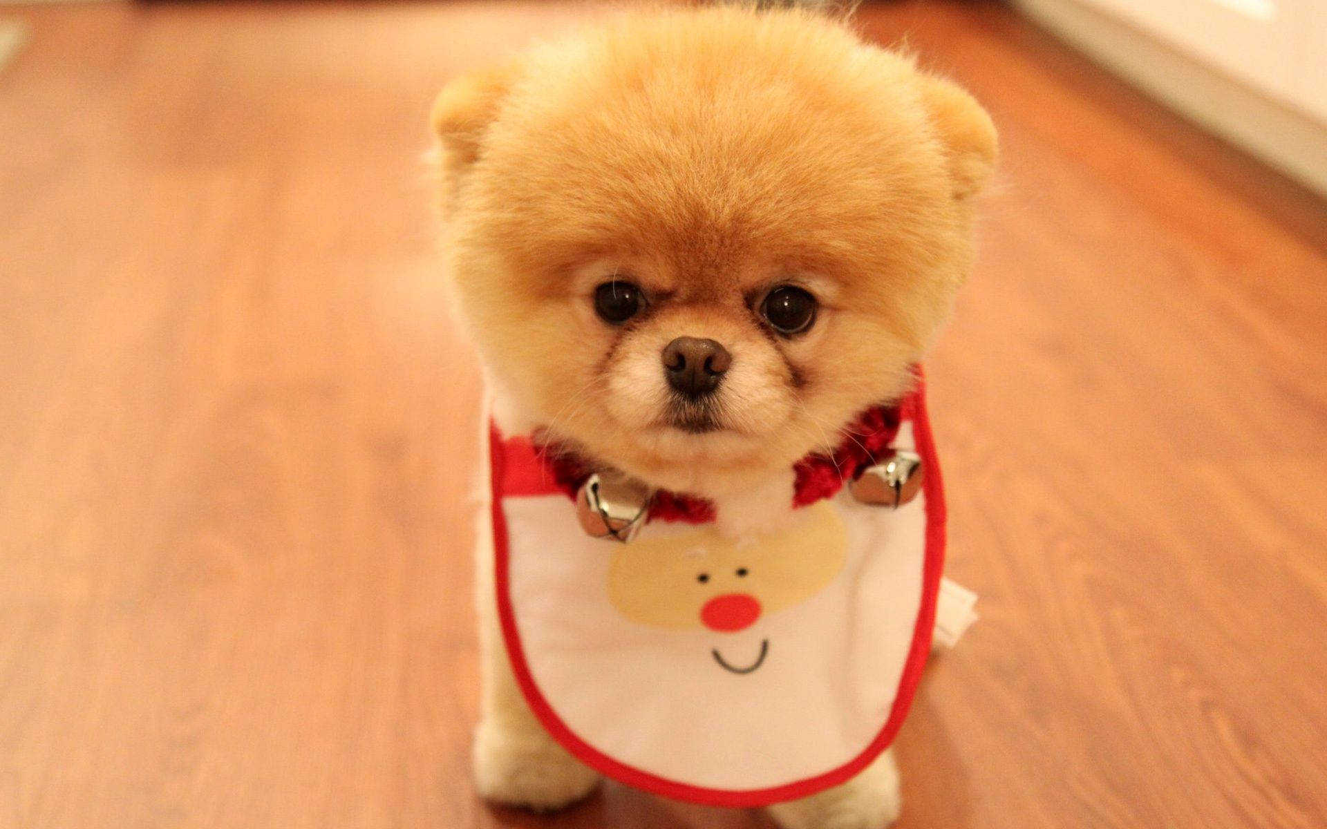 Linda imagen de perro Pomerania con babero de Santa Fondos de pantalla