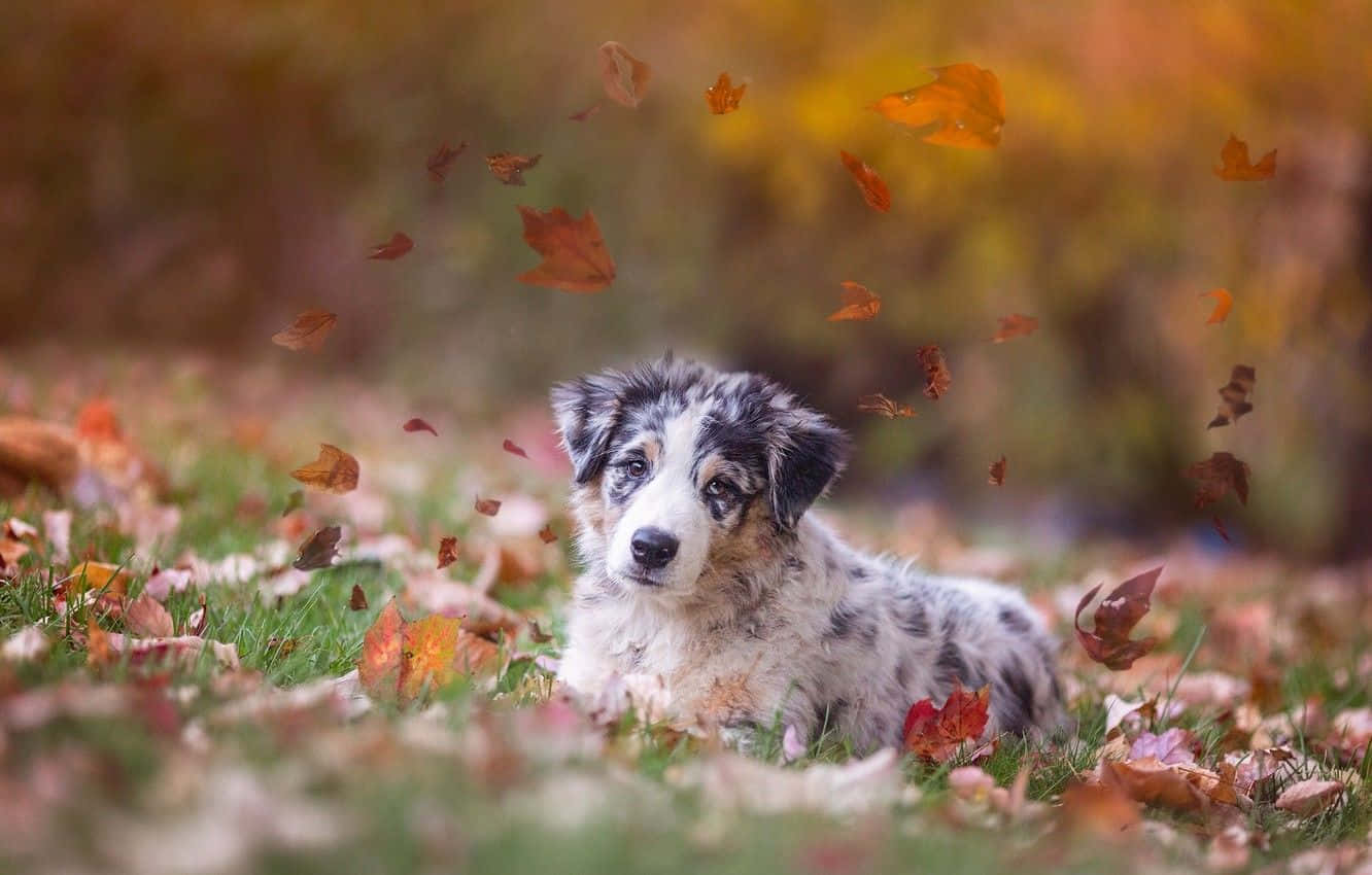 Linda imagen de un pastor australiano en otoño Fondos de pantalla