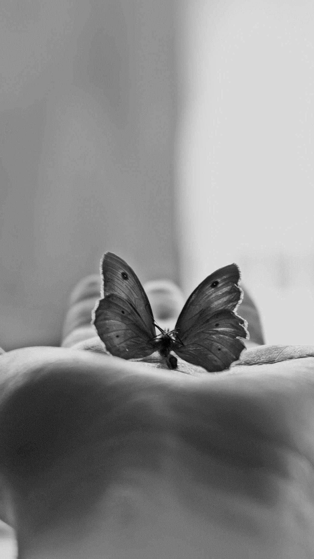 Linda mariposa blanca y negra estética sobre la palma de la mano Fondos de pantalla