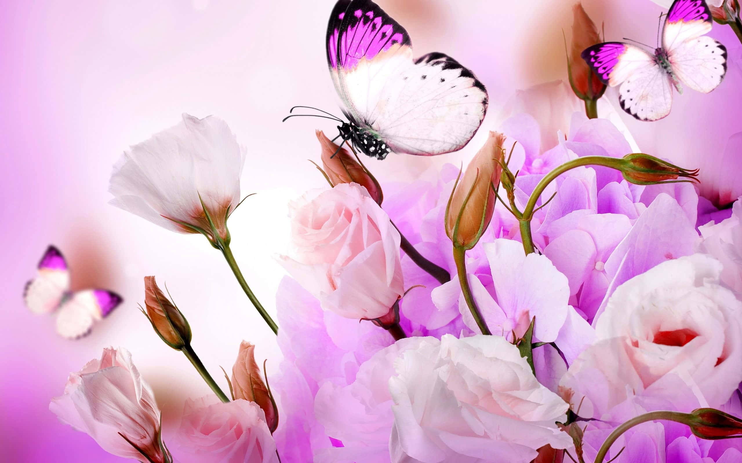 Lindas flores moradas y mariposas HD Fondos de pantalla