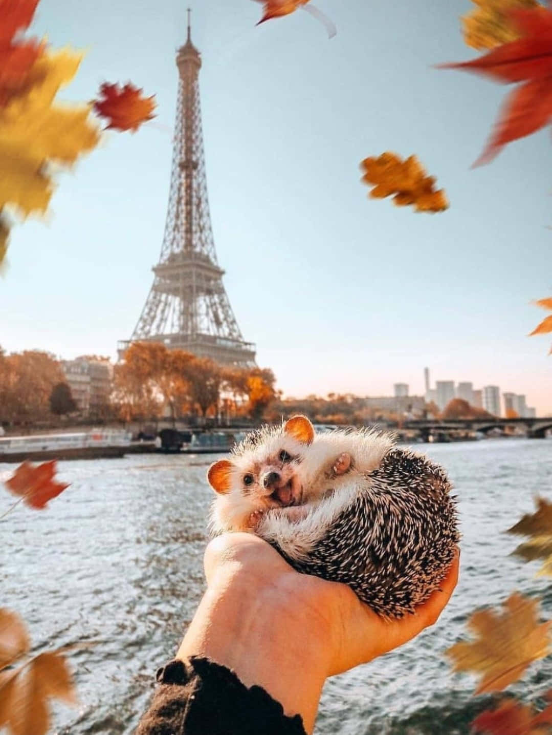 Lindas fotos de erizo con temática otoñal de la Torre Eiffel Fondos de pantalla