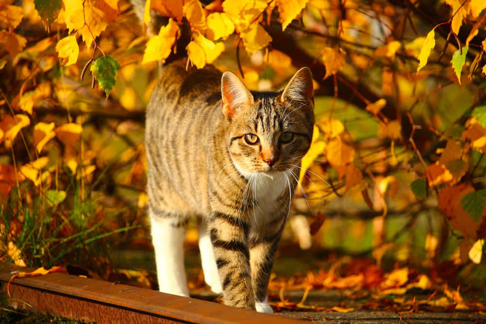 Lindas imágenes de otoño Fondos de pantalla