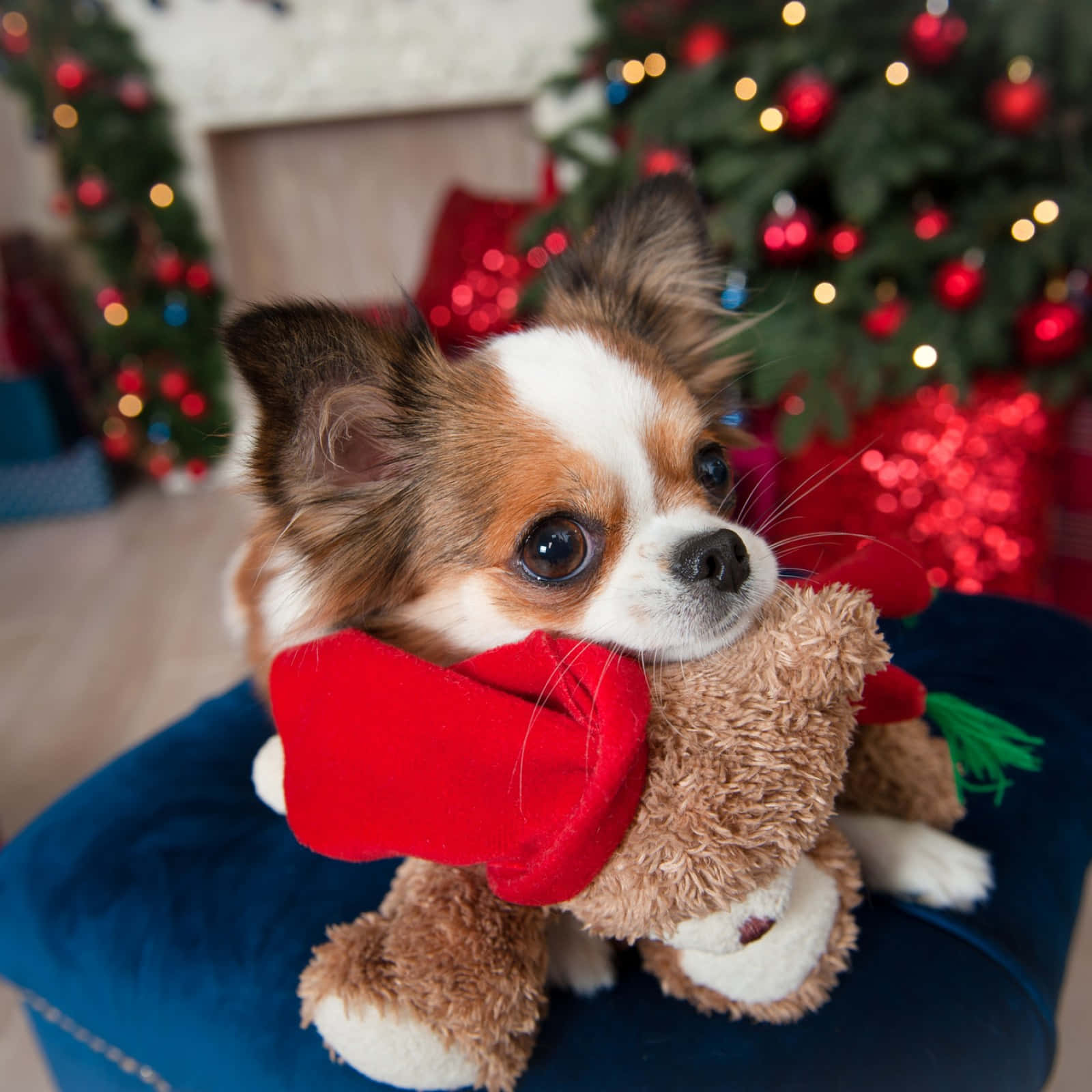 Lindas imágenes navideñas Fondos de pantalla