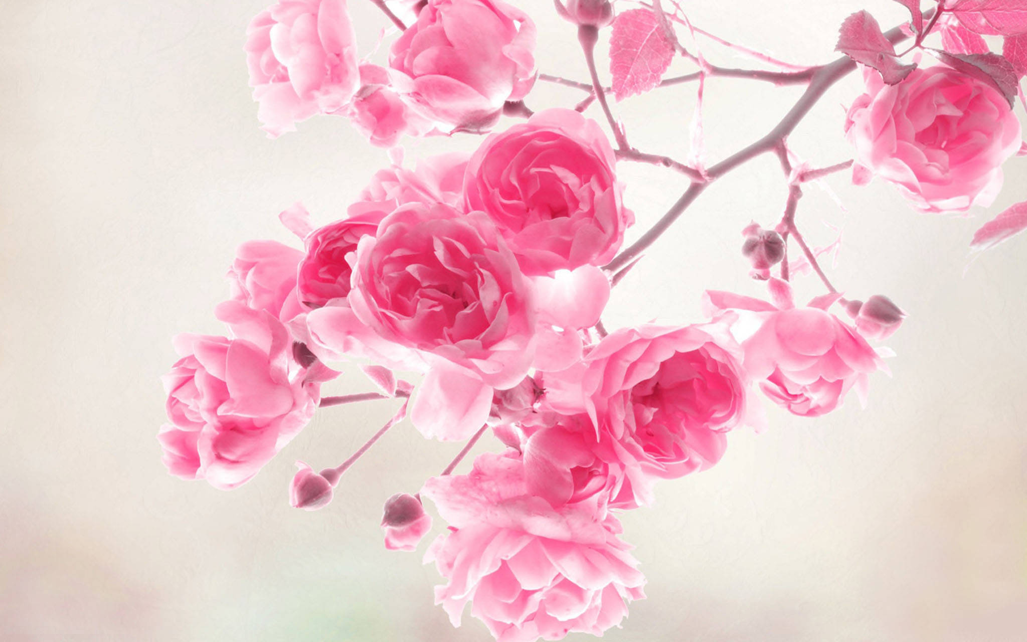 Lindas rosas rosadas de primavera Fondos de pantalla