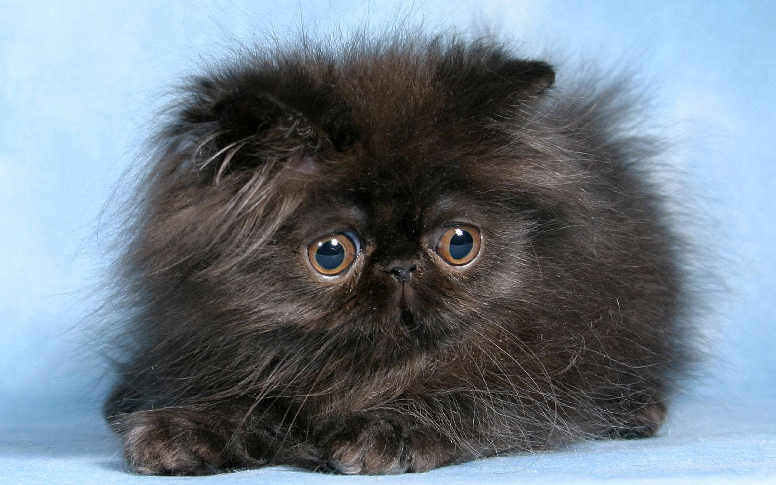 Lindísimo gatito de pelaje esponjoso Fondos de pantalla