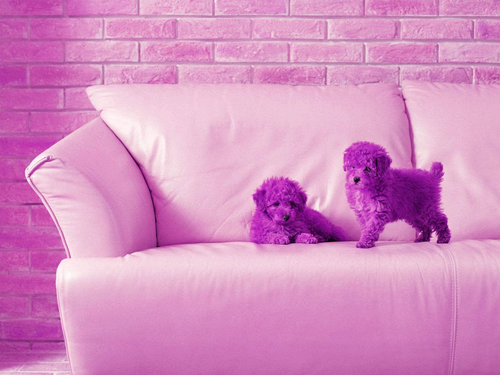 Lindos Cachorros Bichón Púrpura para Escritorio Fondos de pantalla