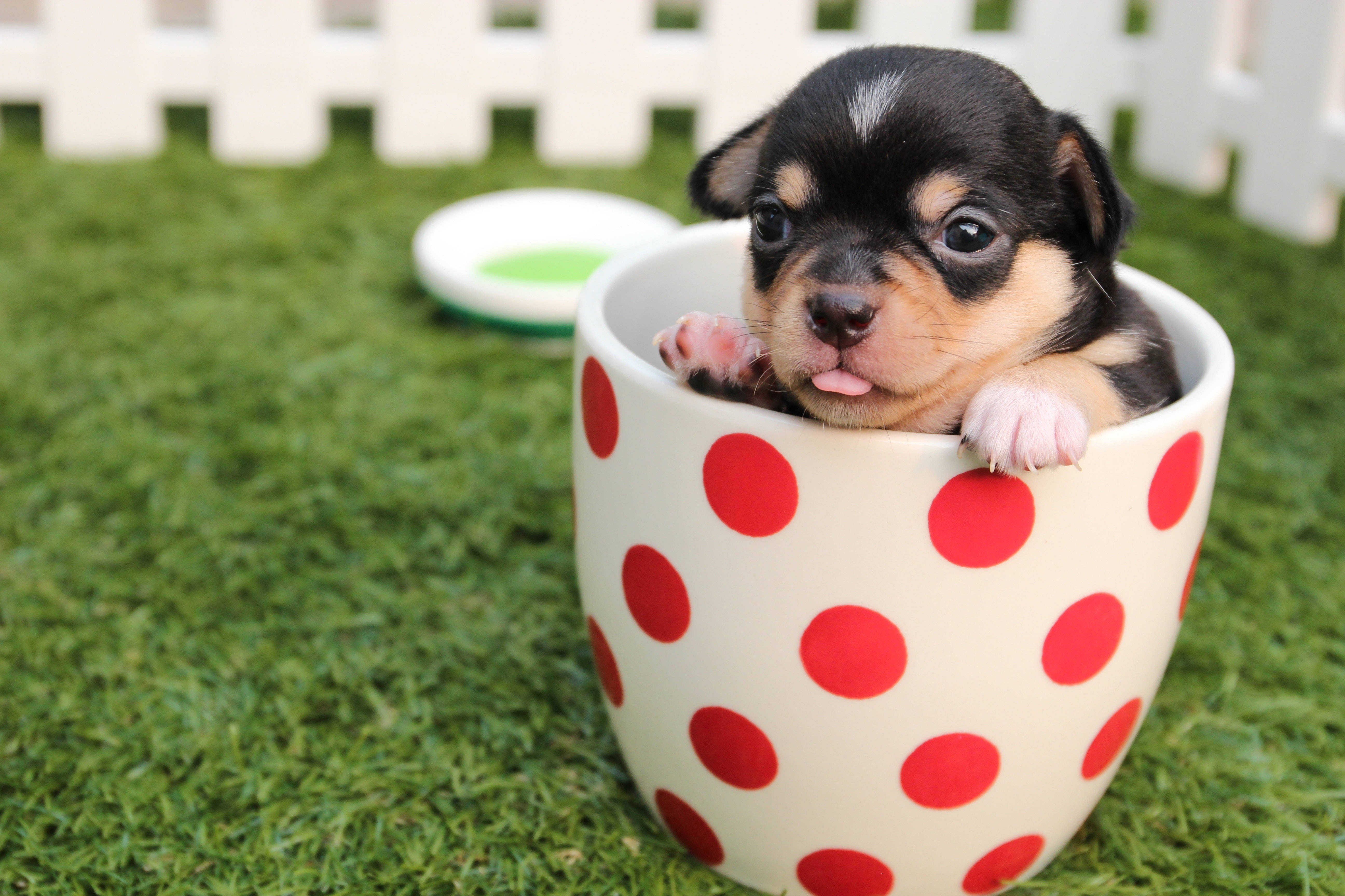 Lindos Cachorros de Chihuahua en Taza Fondos de pantalla